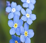 Big Pack - (50,000) French Forget Me Not, Myosotis sylvatica Flower Seeds - Perennial Zone 3-9 - Flower Seeds By MySeeds.Co (Big Pack - Forget Me Not) Photo, best price $12.95 ($0.00 / Count) new 2024