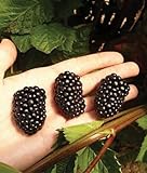 5 PrimeArk Freedom Thornless BlackBerry Plants Photo, best price $45.49 new 2024