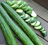 Japanese Long Burpless Cucumber Seeds - Sooyow Nishiki Green Non-GMO (25 - Seeds) Photo, best price $4.49 new 2024