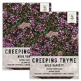 Seed Needs, Wild Creeping Thyme (Thymus serpyllum) Twin Pack of 20,000 Seeds Each Photo, best price $13.99 ($0.00 / Count) new 2024