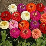 Outsidepride Zinnia Elegans Lilliput Flower Seed Mix - 1000 Seeds Photo, best price $6.49 ($0.01 / Count) new 2024