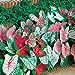 Photo Caladium, Bulb, Fancy Mix, Pack of 10 (Ten), Easy to Grow, Colorful Mix, HOSTA