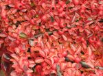 fotografija Cotoneaster Horizontalis, rdeča