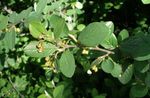 Foto Hedge Cotoneaster, Europæiske Cotoneaster, grøn