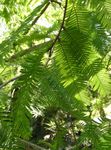 foto Metasequoia, groen
