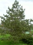 Photo Pine, green