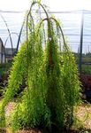 kuva Kalju Cypress, vaalean-vihreä