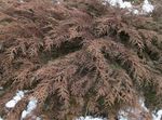 kuva Siberian Matto Cypress, vihreä