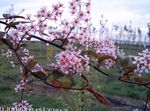 Foto Ptica Trešnja, Višnje Šljive, ružičasta