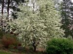 φωτογραφία Κεράσι Πουλιών, Cherry Plum, λευκό