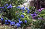 Foto Gemeinsame Hydrangea, Hydrangea Bigleaf, Französisch Hortensien, blau
