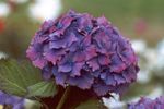 Fil Gemensam Hortensia, Storbladig Hortensia, Franska Hortensia, violett