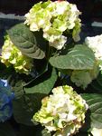 Fil Gemensam Hortensia, Storbladig Hortensia, Franska Hortensia, grön