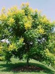 Златен Дъжд Дърво, Panicled Goldenraintree