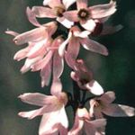 სურათი თეთრი Forsythia, კორეელი Abelia, ვარდისფერი