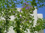 φωτογραφία Χρυσή Σταγόνα Δροσιάς, Ουρανός Λουλούδι, Περιστέρι Μούρο, γαλάζιο