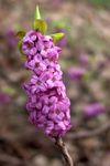 照 石南属, 紫丁香