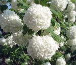 照 欧洲越橘琼花，雪球欧洲灌木，guelder玫瑰, 白