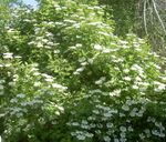 European Tranebær Viburnum, Europæiske Snebold Bush, Guelder Rose