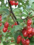 Foto Divlja Maslina, Višnje Silverberry, Goumi, Srebrna Buffaloberry, žuta