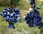 Nuotrauka Oregonas Vynuogių, Oregonas Vynuogių Holly, Holly Salotinės Raugerškio, tamsiai mėlyna