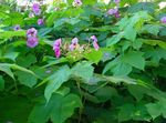 Fioletowo-Kwitnienia Malin, Thimbleberry