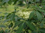 სურათი Hop ხე, მყრალი ნაცარი, ვაფლის ნაცარი, მწვანე