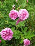 Фото Троянда Зморшкувата (Троянда Ругоза), рожевий
