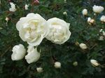 Фото Паркові Троянди, білий