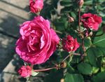 Фото Паркові Троянди, рожевий