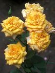 Grandiflora Rosa