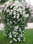 Bilde Rose Fotturist, Klatring Rose, hvit