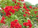 Photo Couverture Du Sol Rose, rouge
