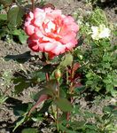 fotografie Hybrid Čajovej Ruže, oranžový