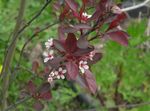 fénykép Prunus, Szilvafa, fehér