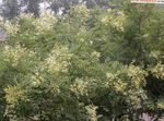 Foto Japanische Pagode Baum, Gelehrter Baum, weiß