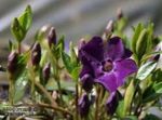 Fil Gemensam Vintergröna, Krypande Myrten, Flower-Of-Död, violett