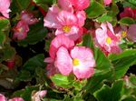 foto Wax Begonia, roze