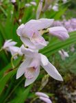 fénykép Föld Orchidea, A Csíkos Bletilla, fehér