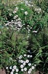 Foto Swan River Gänseblümchen, weiß