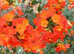 fotografie Bush Fialový, Safír Květ, oranžový