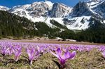 照 春天的草地藏红花, 紫丁香