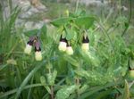 fotografija Honeywort, Modre Kozice Rastlina, Modra Vosek Cvet, rumena