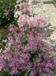 foto Perrenial Dianthus, lilla