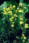 fotografija Dianthus Perrenial, rumena