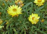 φωτογραφία Strawflowers, Χαρτί Μαργαρίτα, κίτρινος