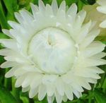 სურათი Strawflowers, ქაღალდის Daisy, თეთრი