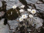 foto Helichrysum Perrenial, branco