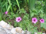 foto Winterharde Geranium, Wilde Geranium, roze