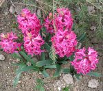 fotografie Holandčina Hyacint, ružová
